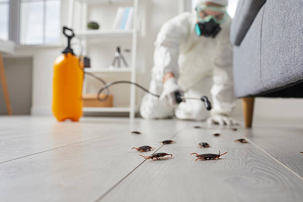 Affordable Termite Control solutions in Salmon, ID